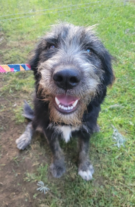 Deka – Adoptée – Canistory
