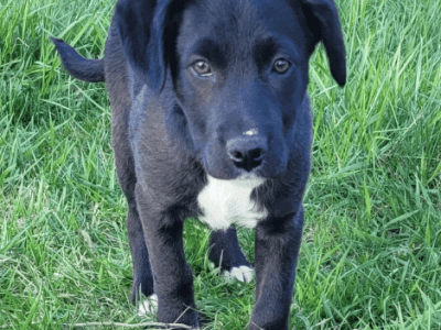 Cassius
