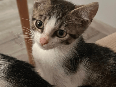 Selma